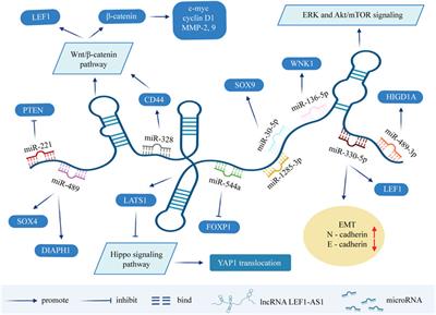 Current Research Progress of the Role of LncRNA LEF1-AS1 in a Variety of Tumors